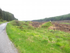 Abgeholzter Wald. Nicht schön, aber mit Wald würde ganz Schottland anders aussehen